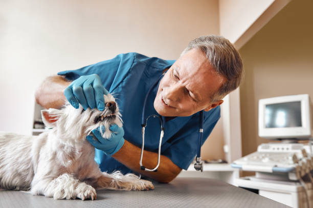 Best Emergency Dental Services for Seniors in Essexville, MI